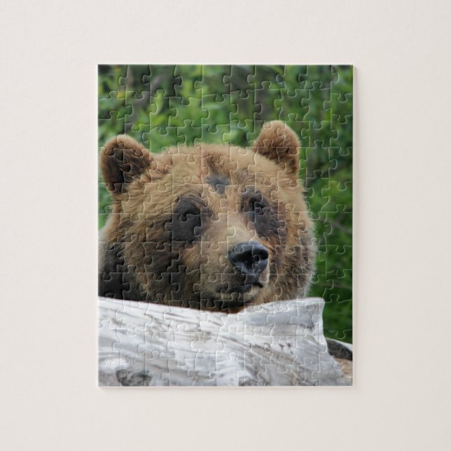Alaskischer Grizzlybär, der Kodiak Puzzle (Vertikal)