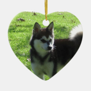 Alaskischer Klee Kai Hund Keramikornament