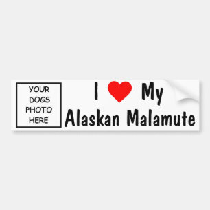 Alaskischer Malamute Autoaufkleber