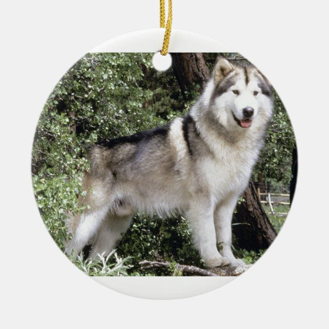 Alaskischer Malamute-Hund Keramikornament (Vorne)