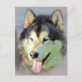 Alaskischer Malamute-Hund Postkarte