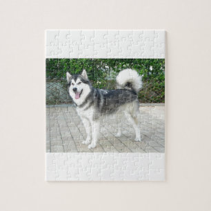 Alaskischer Malamute-Hündchen Puzzle