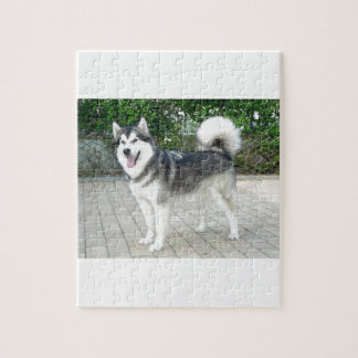 Alaskischer Malamute-Hündchen Puzzle