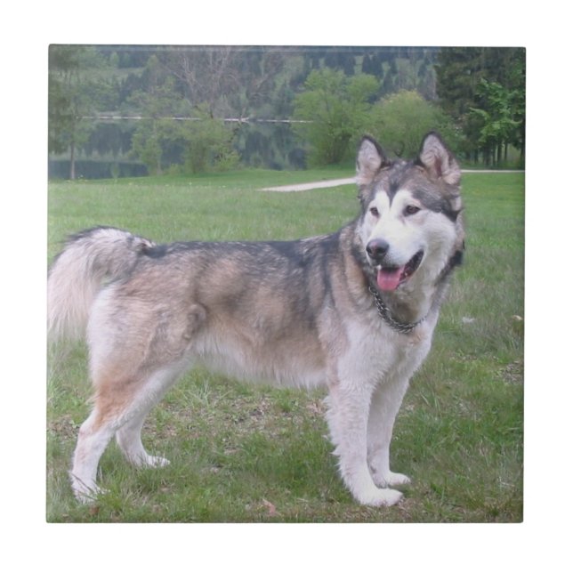 Alaskischer Malamute-Hundefliese Fliese (Vorderseite)