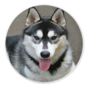 Alaskischer Malamute-Hundephotographie Keramikknauf