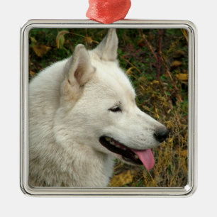 Alaskischer Malamute-Hundephotographie Ornament Aus Metall