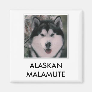 Alaskischer Malamute-Magnet Magnet