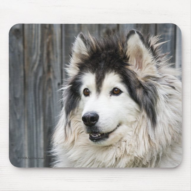 Alaskischer Malamute mousepad (Vorne)