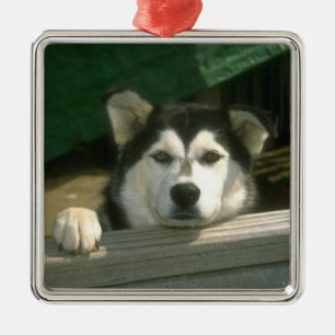 Alaskischer Malamute-Verzierung Silbernes Ornament