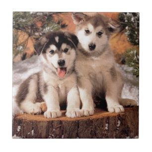 Alaskischer Malamute-Welpen-Fliese Fliese
