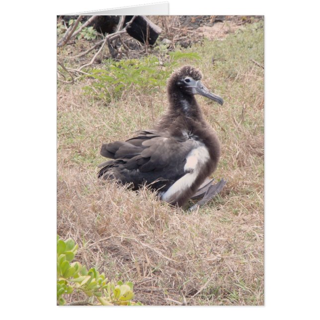 Albatross Chick (Vorne)