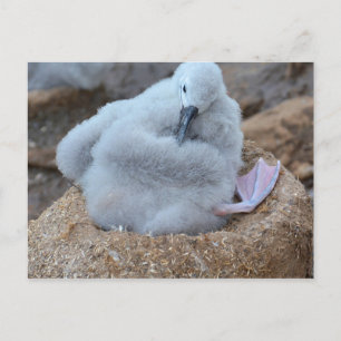 Albatross Chick Postkarte