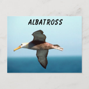 Albatross Flying Postkarte