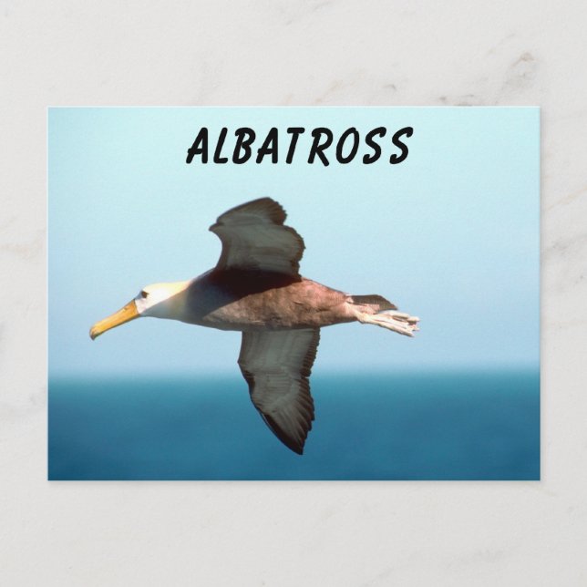 Albatross Flying Postkarte (Vorderseite)