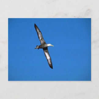 Albatross im Flug Postkarte