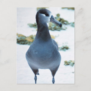 Albatross Postkarte