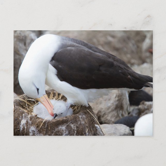 Albatross with a chick postkarte (Vorderseite)