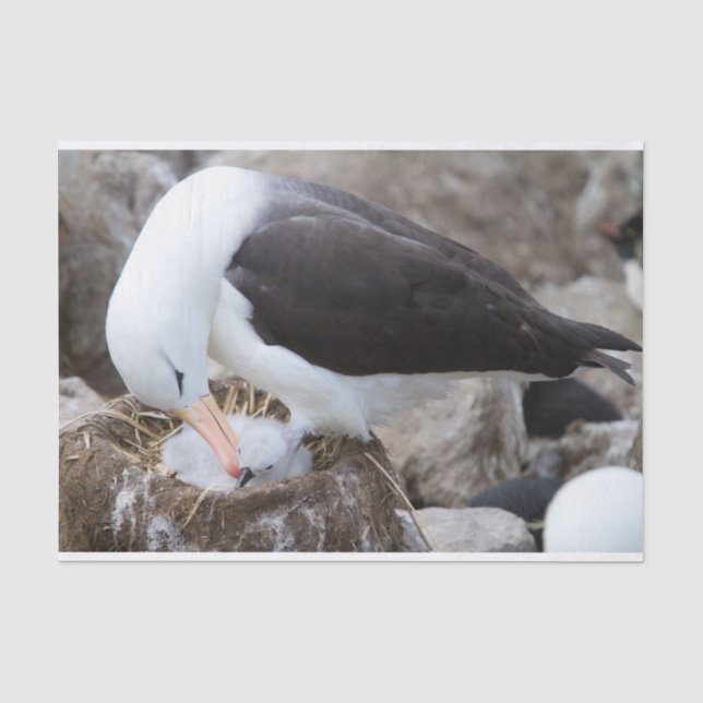 Albatross with a chick seidenpapier (Vorderseite)