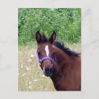 albern1 postkarte