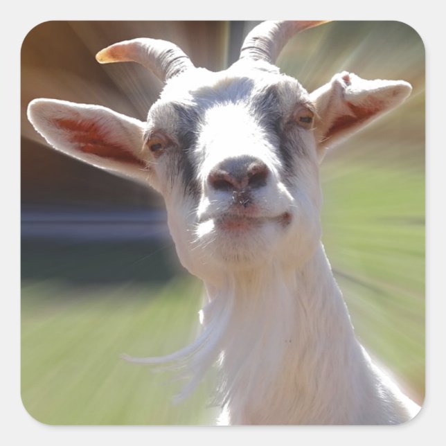 Albern BillyGoat-Foto Quadratischer Aufkleber (Vorderseite)