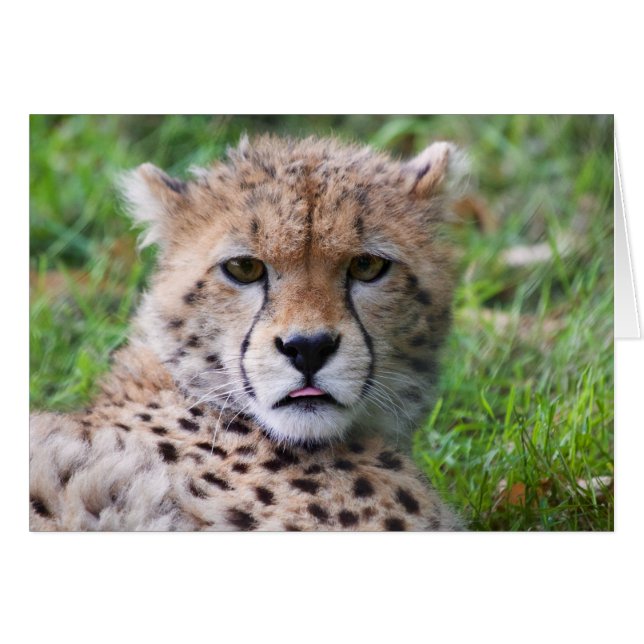 Albern Cheetah Cub (Vorderseite (Horizontal))