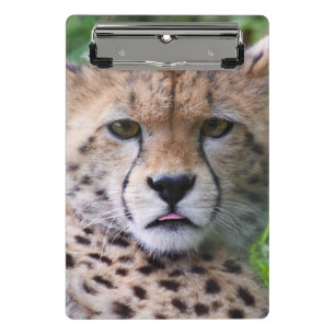 Albern Cheetah Cub Mini Klemmbrett
