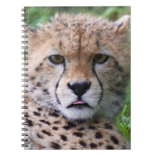 Albern Cheetah Cub Notizblock