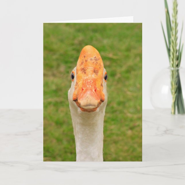 Albern Gänse Geburtstag Karte (Vorderseite)