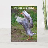Albern Gänse Geburtstag