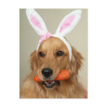 Albern Golden Retriever Hund mit Ostersonnigen Ohr