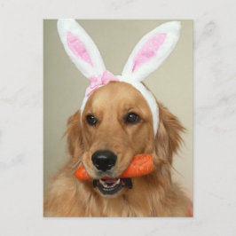 Albern Golden Retriever Hund mit Ostersonnigen Ohr Feiertagspostkarte
