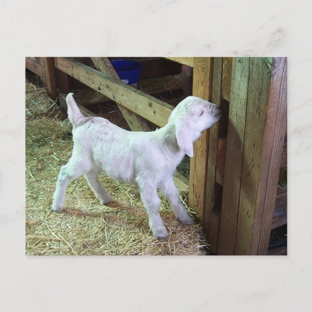 Albern Little Kid Postkarte (Vorderseite)