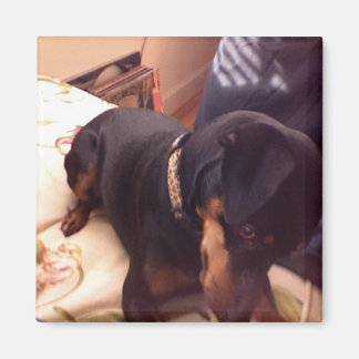 Albern Min Button Magnet