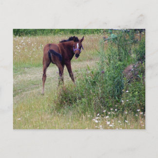 albern postkarte