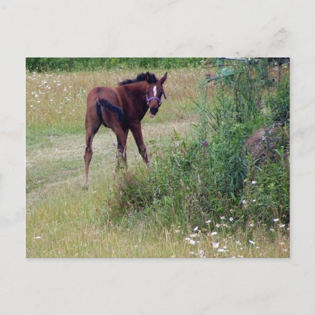 albern postkarte (Vorderseite)