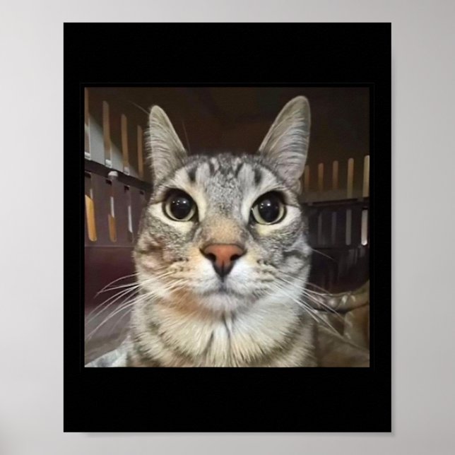 Albern Staring Cat Meme Poster (Vorne)