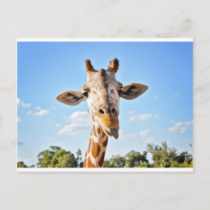 Alberne Giraffe Postkarte