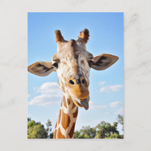 Alberne Giraffe Postkarte