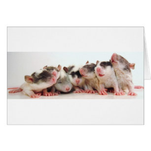 Alberne Jungen-Babys