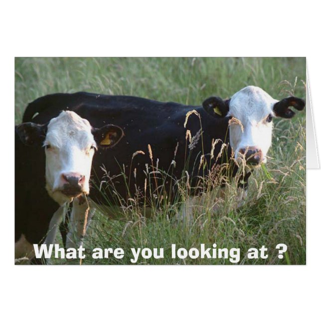 alberne Kuhkarte (Vorderseite (Horizontal))