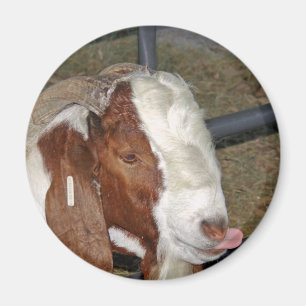 Alberne Ziege Magnet