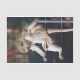 Albernes Affengewebe Seidenpapier