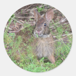 Albernes Bunny Rabbit Eating Lunch Stickers