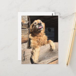 Albernes Golden Retriever Foto Denken Sie an Sie Postkarte