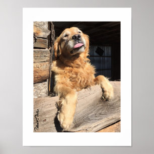 Albernes Golden Retriever-Foto Poster
