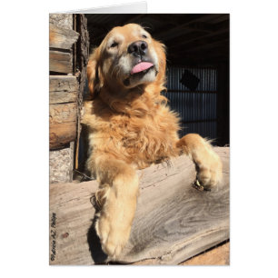 Albernes goldenes Retriever-Fotofenster innen