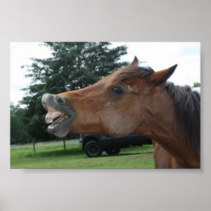 Albernes Pferdeplakat; Wählen Sie eine Poster