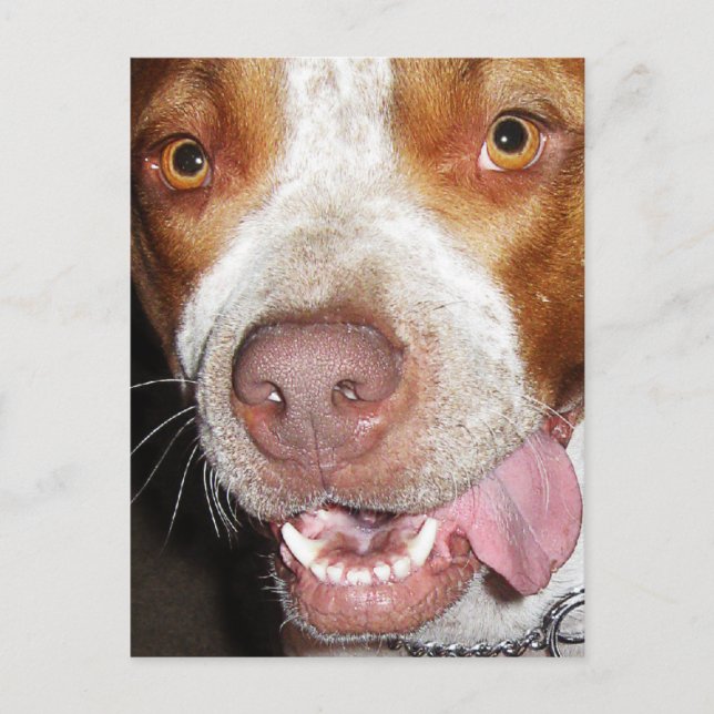 Albernes Pitbull-Portrait Postkarte (Vorderseite)