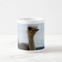 Albernes Vogel-Foto| Ostrich-Gesichts-Tier-Foto