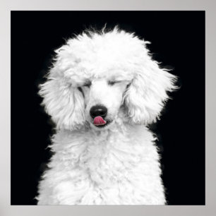 Albernes Weiße Poodle Poster